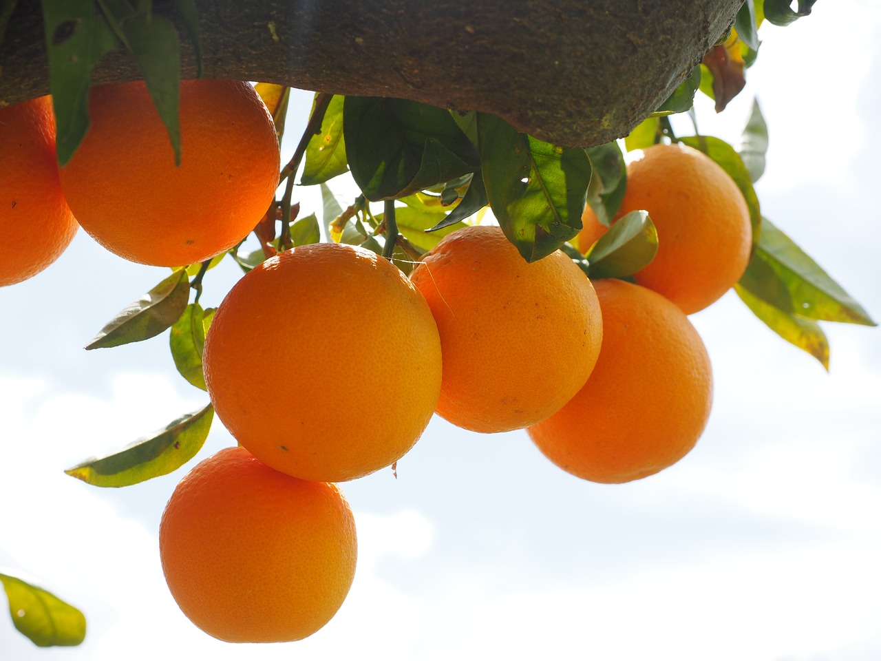Naranjas contra el colesterol