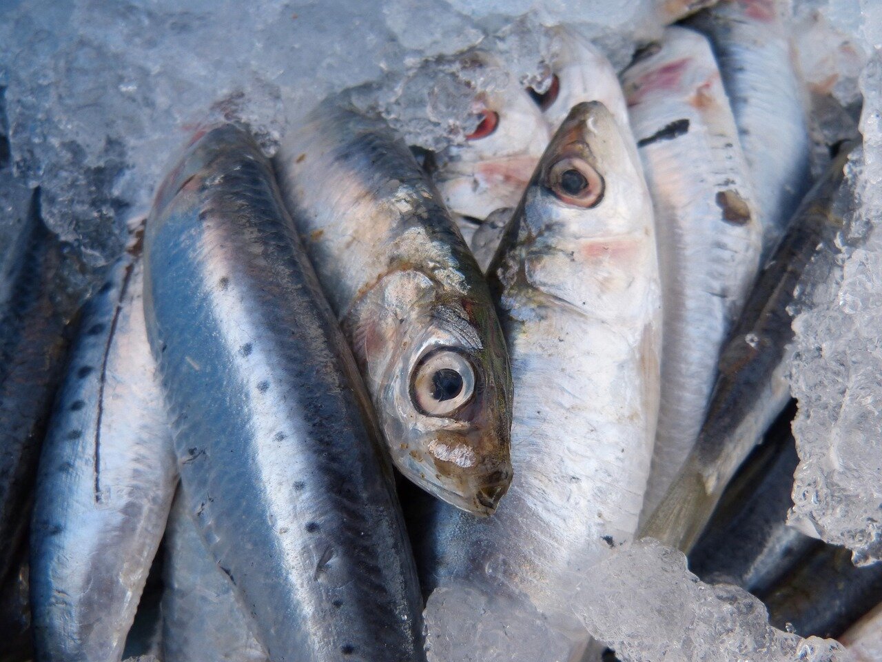 Las sardinas tienen Omega 3