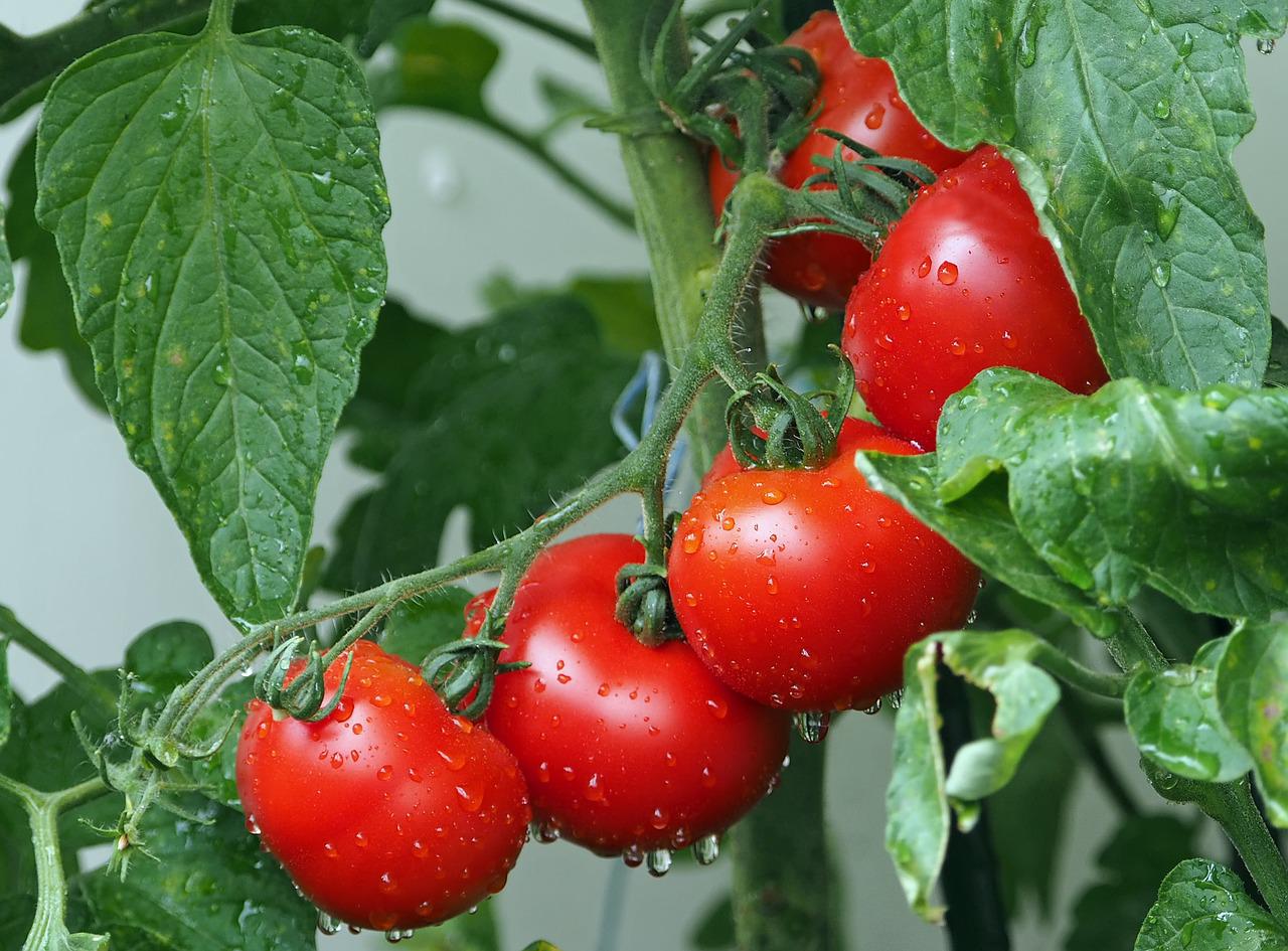 Recetas con tomates molidos