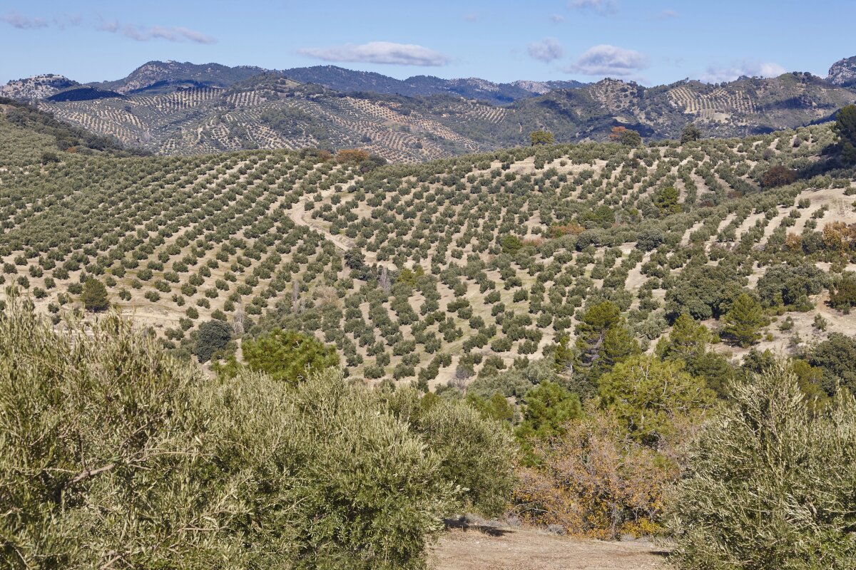 Mar de olivos en Jaén