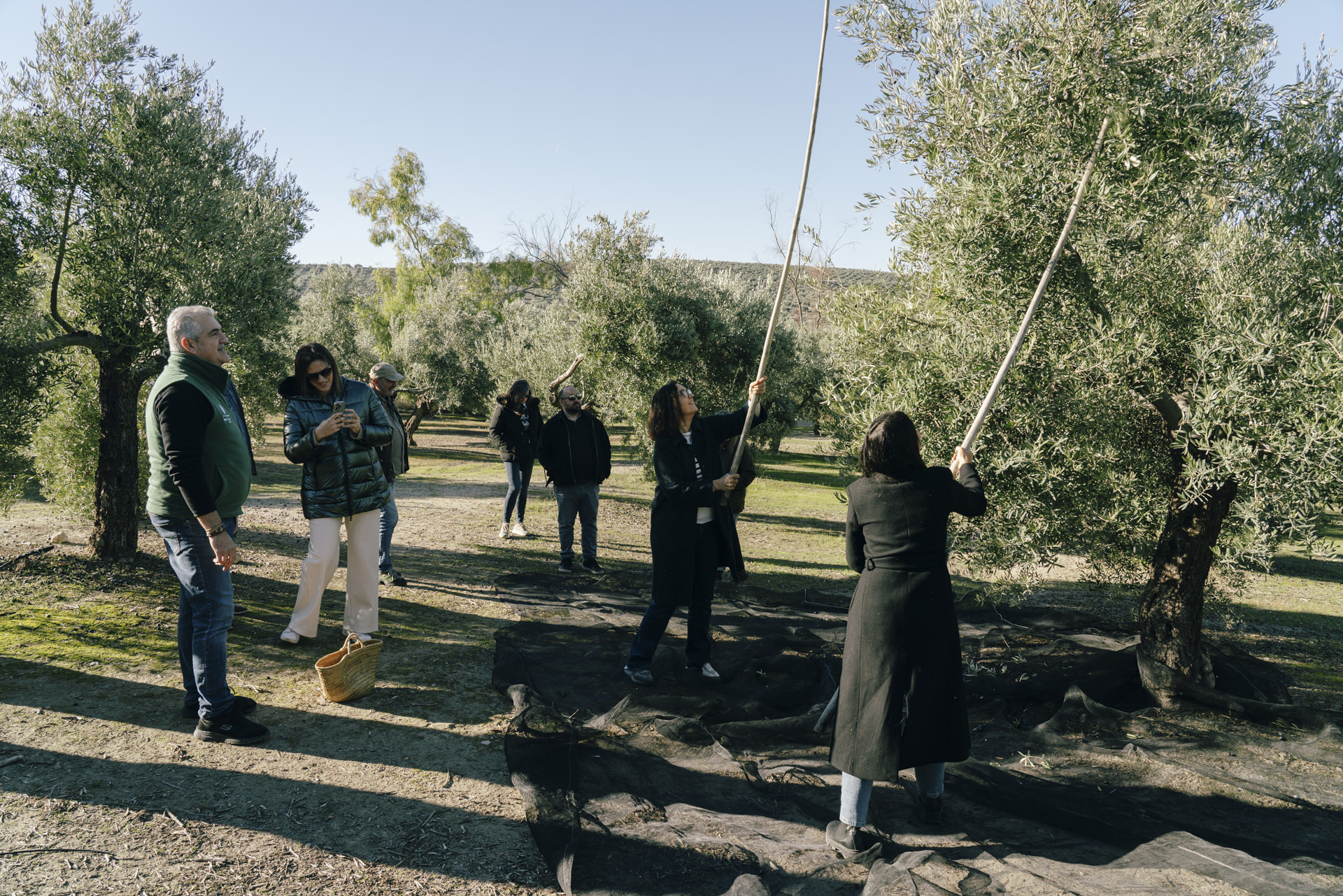 Olivar de Oleícola San Francisco