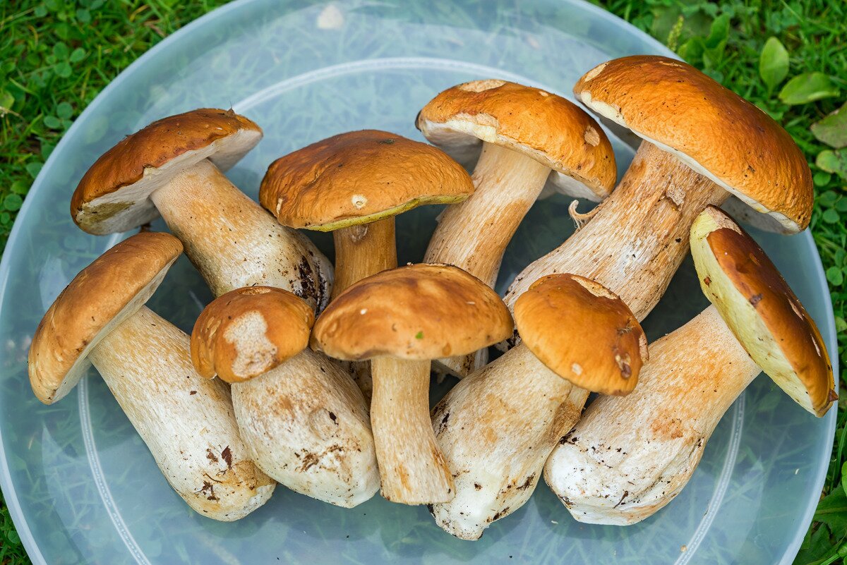 Boletus